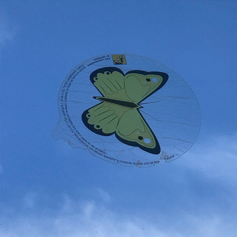 un papillon collé au verre