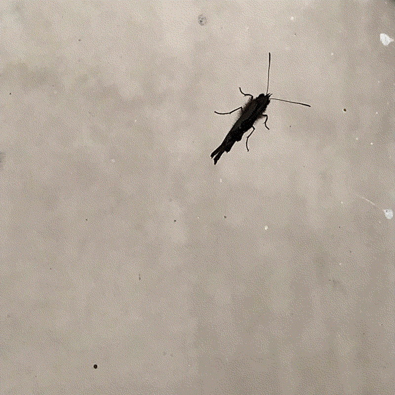 un papillon sur la vitre