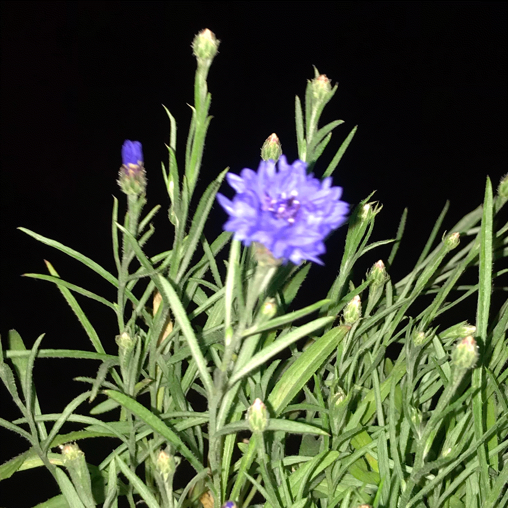 les bleuets du balcon